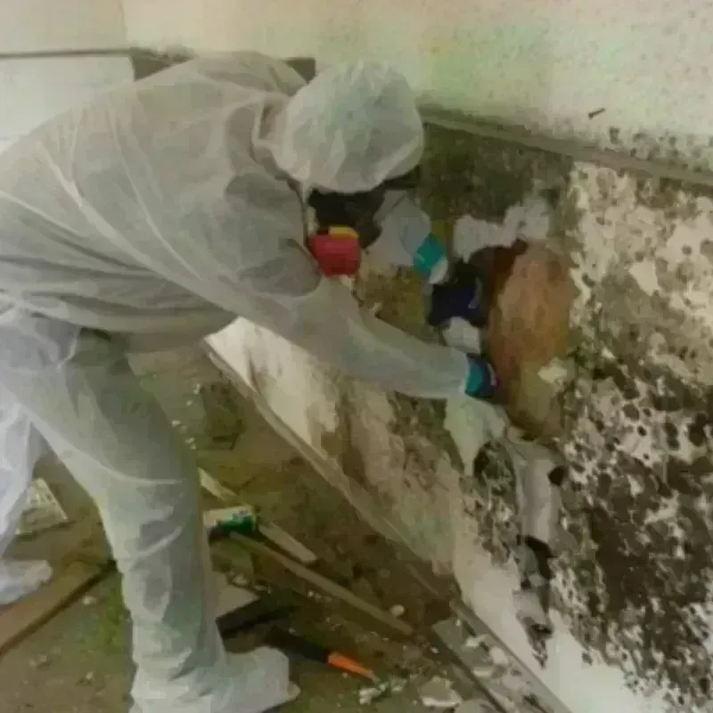 Mold Remediation and Removal in Effort, PA